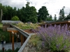 Living Roof View